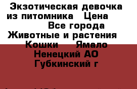 Экзотическая девочка из питомника › Цена ­ 25 000 - Все города Животные и растения » Кошки   . Ямало-Ненецкий АО,Губкинский г.